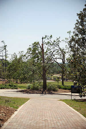 MSC - (Formerly) Tree-Lined