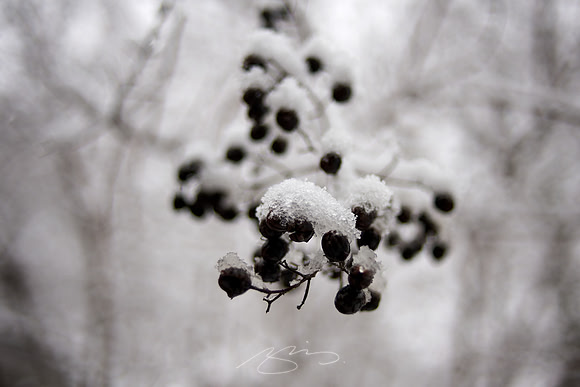 Icy Berries