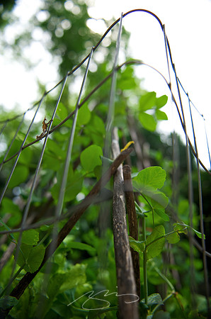 Garden Tour - 1030 Magnolia - 9