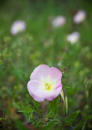 Roadside Field Flowers #2