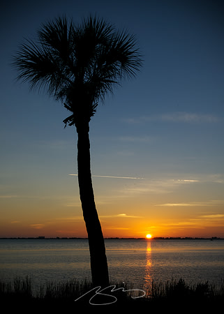 Sarasota Bay Palm #21 (Sunset)