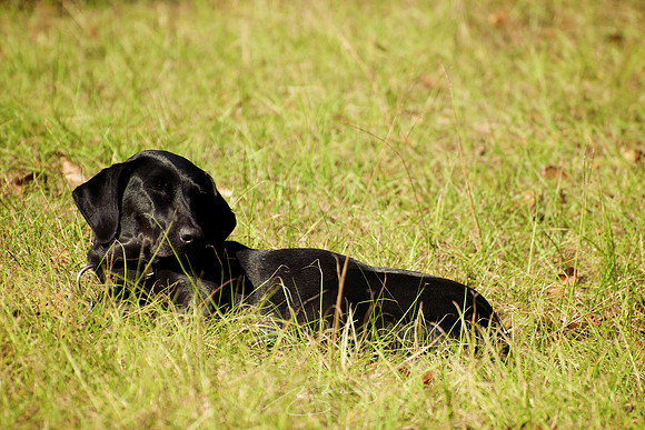 Maggie, Snoozing in the Morning Sun