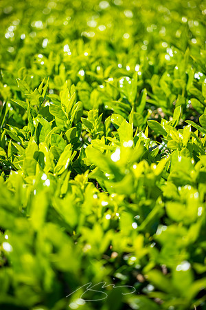 Macon - May 2022 - 15 - Hedge Detail, St. Joseph's, Macon