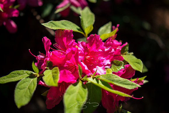 Massee-Lane-Gardens-5