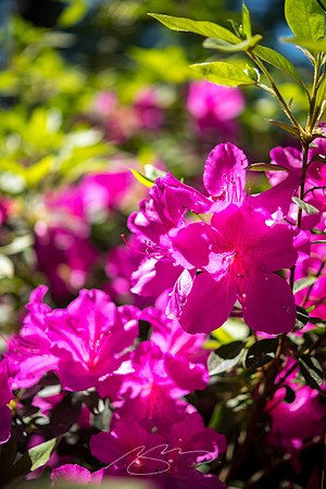 Massee-Lane-Gardens-10