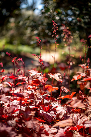 Massee-Lane-Gardens-13