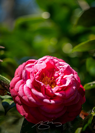 Massee-Lane-Gardens-15