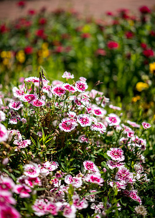 Massee-Lane-Gardens-16