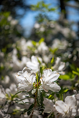 Massee-Lane-Gardens-17