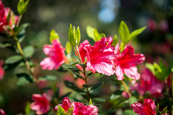 Massee-Lane-Gardens-18