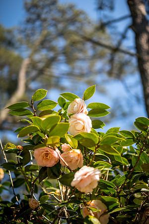 Massee-Lane-Gardens-21