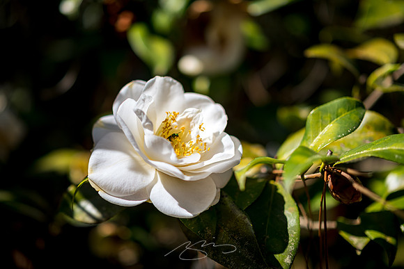 Massee-Lane-Gardens-23