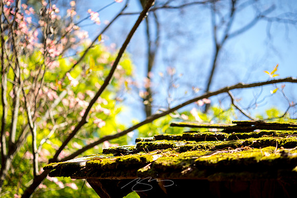 Massee-Lane-Gardens-24