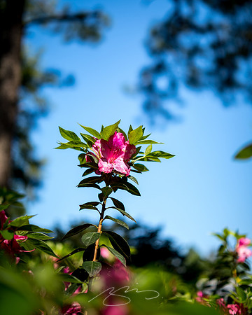 Massee-Lane-Gardens-32