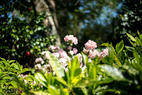 Massee-Lane-Gardens-33