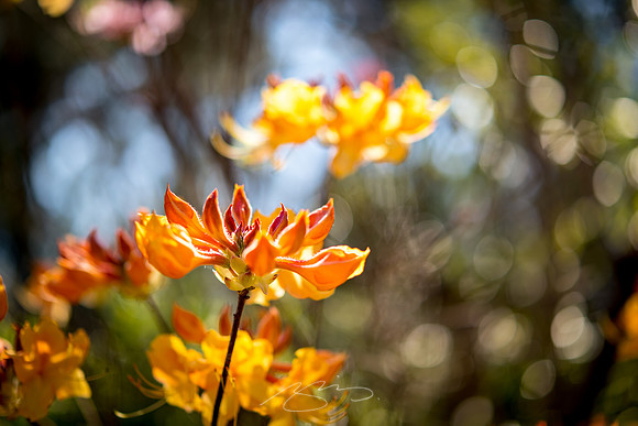Massee-Lane-Gardens-34