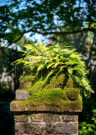Massee-Lane-Gardens-39