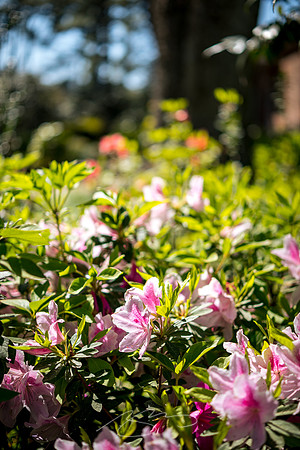 Massee-Lane-Gardens-42