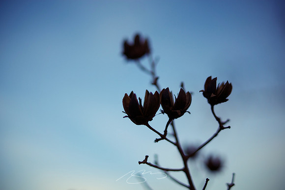 Seed Pods (in Twilight)