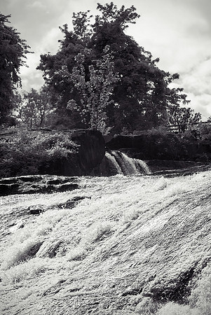 High Falls (Tree Detail)