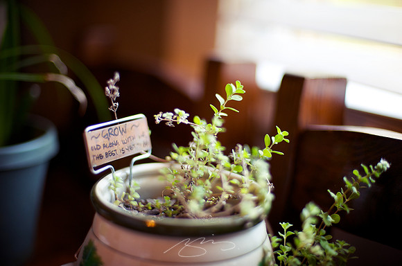 Grow(th) on the Kitchen Table