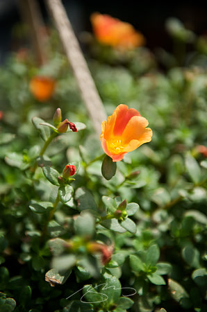 Garden Tour - 472 Orange - 6