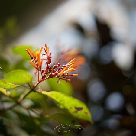 Chattanooga 2011 # 59