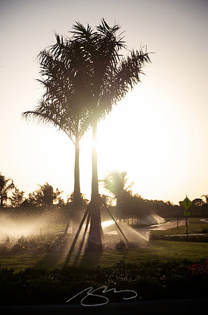 Sunset Water for New Plantings