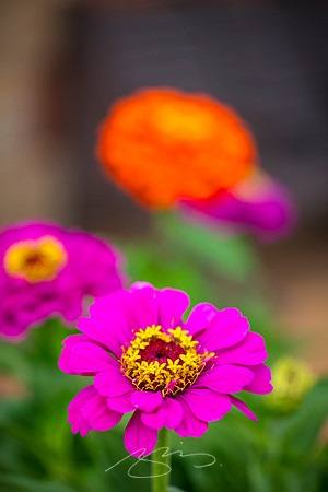 Forsyth - May 2025 - 29 - Forsyth Train Depot (Flower #1), 104-114 E. Adams St., Forsyth