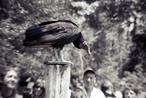 The Vulture's Eye
