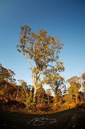 Sunset Tree (and Photographer)