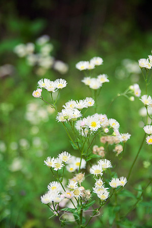 Roadside Field Flowers #1