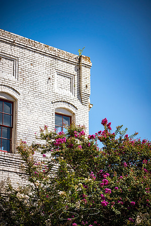 Augusta - September 2023 - 5 - Crepe Myrtle and White Brick, 916 Ellis St