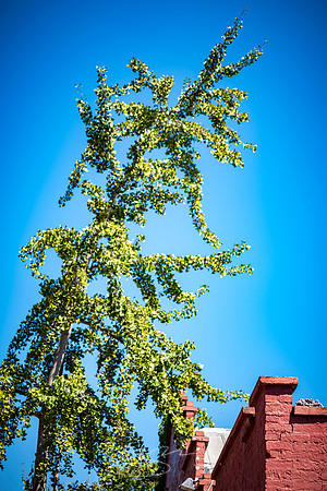 Augusta - September 2023 - 35 - Green and Red Against Blue (Sky), 10 James Brown Blvd