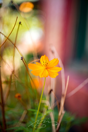 Augusta - September 2023 - 36 - Flower at Boll Weevil, 10 James Brown Blvd