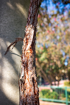 Augusta - September 2023 - 45 - Vine and Column, Augusta Riverwalk