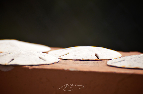 Sanddollars on the Rail