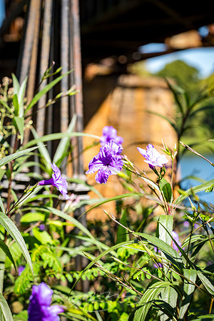 Augusta - September 2023 - 71 - Oglethorpe Park Flower