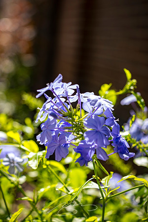 Augusta - September 2023 - 89 - St. Paul's Church (Flower), 605 Reynolds St