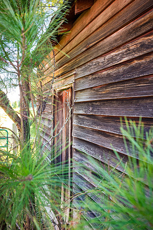 Deepstep - September 2023 - 13 - Outbuilding and Pine, 9731 Deepstep Rd