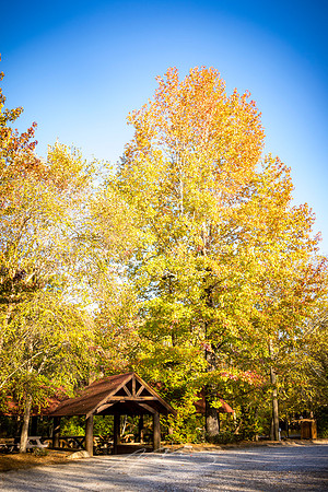 Helen - October 2023 - 28 - Golden Glow, Riverside Park
