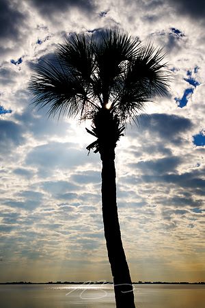 Sarasota Bay Palm #22 (Silhouetted, with Sunbeams)