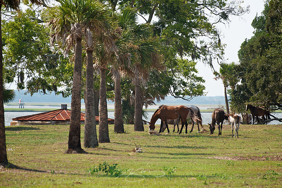 Cumberland Island - Ice House Museum 2