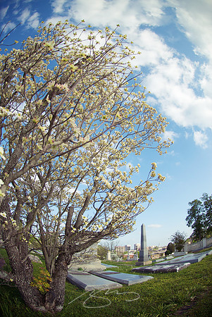Rose Hill Dogwood