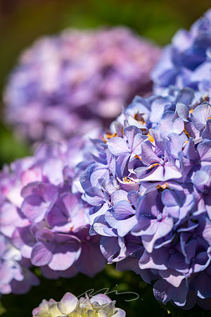 Macon - May 2022 - 14 - Purple Hydrangea, St. Joseph's, Macon