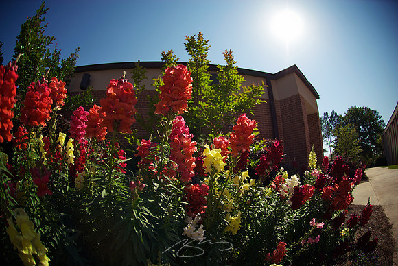 Flowers (and Edicational Tech Entrance)