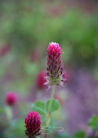 Pretty in (Poplar) Pink