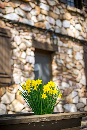 2022-15 - FDR State Park Office (Flower Study), Pine Mountain