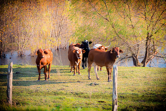 east-texas-2