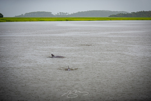 sapelo-09-2